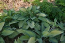 Hosta hybride 'June' - La Pépinière d'Agnens