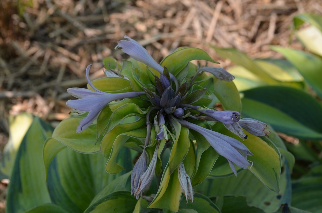 Hosta hybride 'June' - La Pépinière d'Agnens