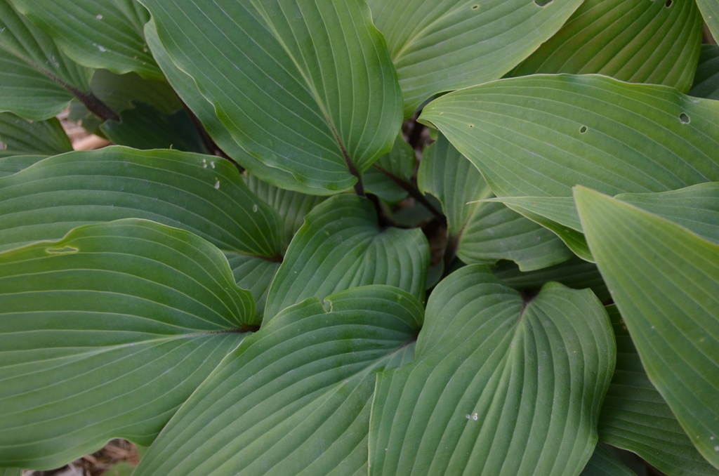 Hosta hybride 'Red October' - La Pépinière d'Agnens