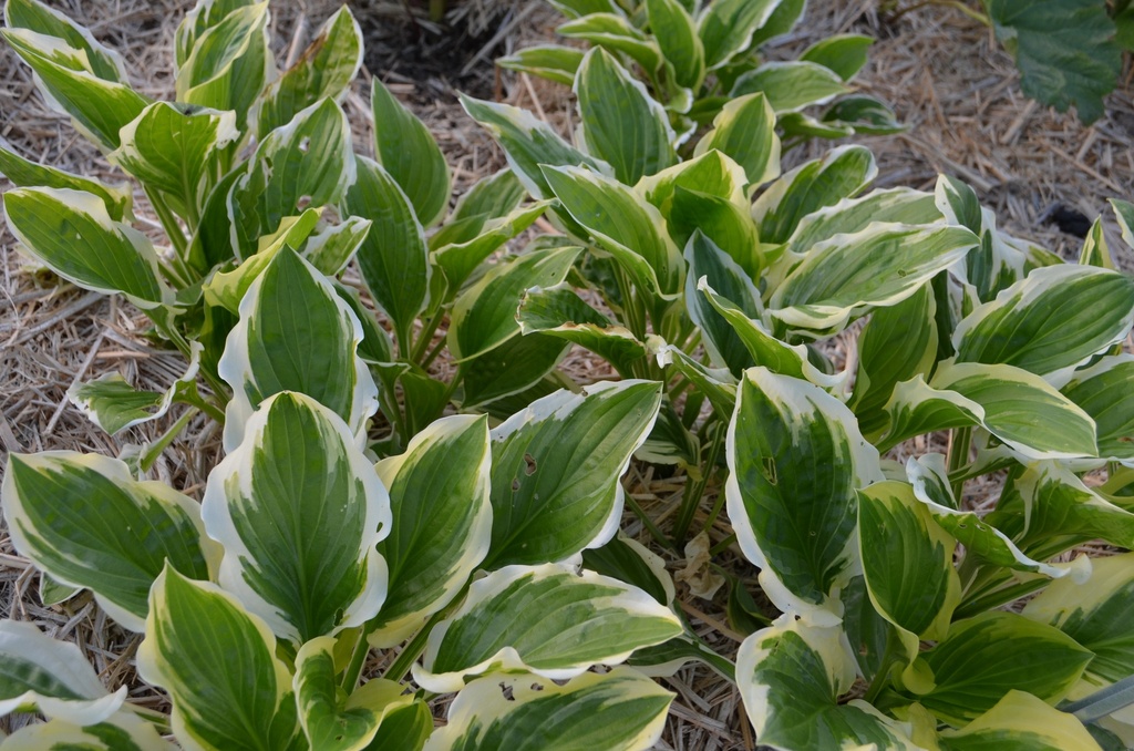 Hosta hybride 'So Sweet' - La Pépinière d'Agnens