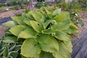 Hosta hybride 'Sum and Substance' - La Pépinière d'Agnens