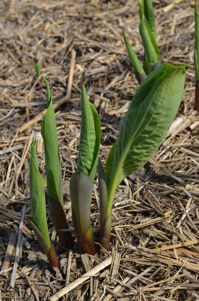Hosta hybride 'Sum and Substance' - La Pépinière d'Agnens