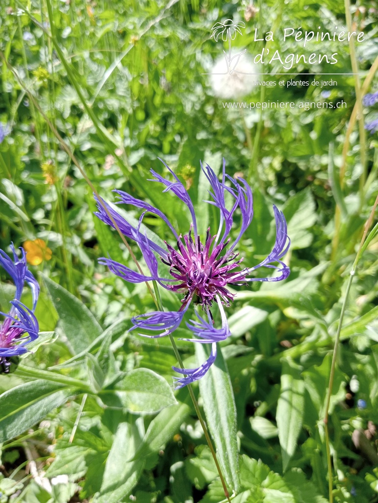 Centaurea montana- La pépinière d'Agnens