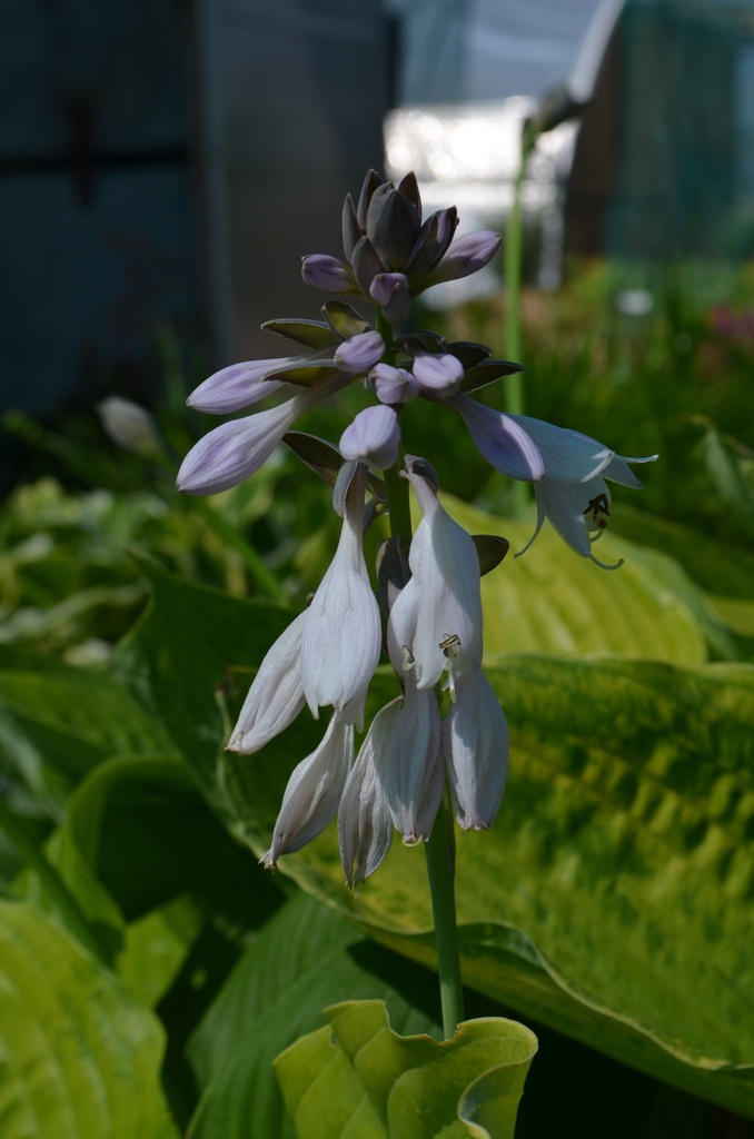 Hosta hybride 'Sum and Substance' - La Pépinière d'Agnens