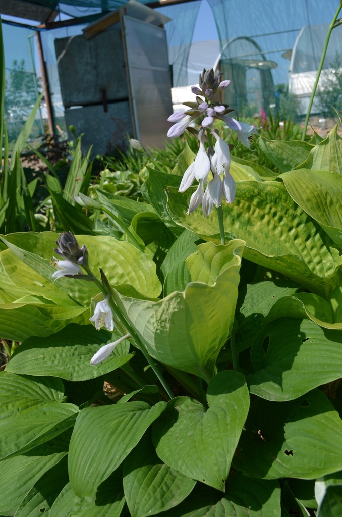 Hosta hybride 'Sum and Substance' - La Pépinière d'Agnens