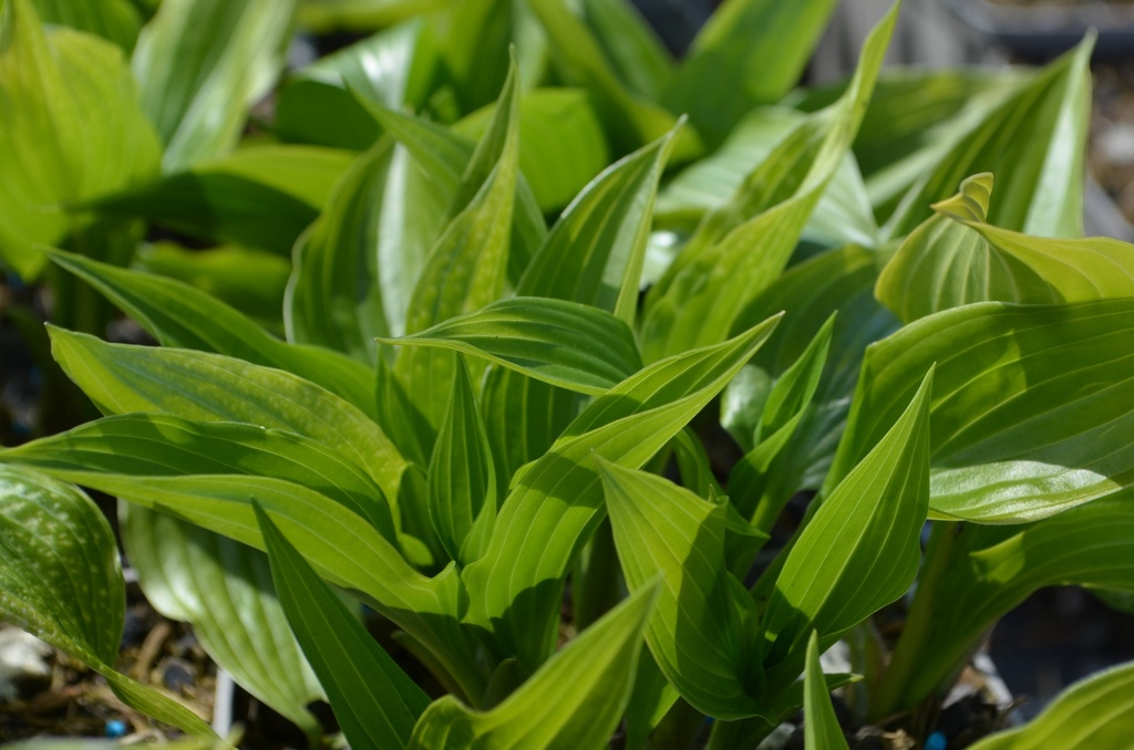 Hosta lancifolia - La Pépinière d'Agnens