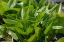 Hosta lancifolia - La Pépinière d'Agnens