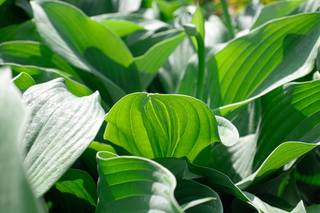 Hosta nigrescens 'Krossa Regal' - La Pépinière d'Agnens
