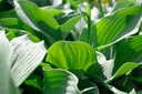 Hosta nigrescens 'Krossa Regal' - La Pépinière d'Agnens