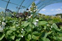Hosta sieboldiana 'Elegans' - La Pépinière d'Agnens
