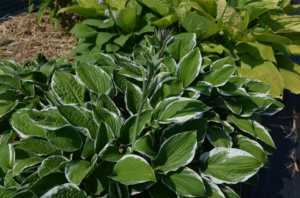 Hosta undulata 'Albomarginata' - La Pépinière d'Agnens