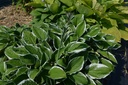 Hosta undulata 'Albomarginata' - La Pépinière d'Agnens