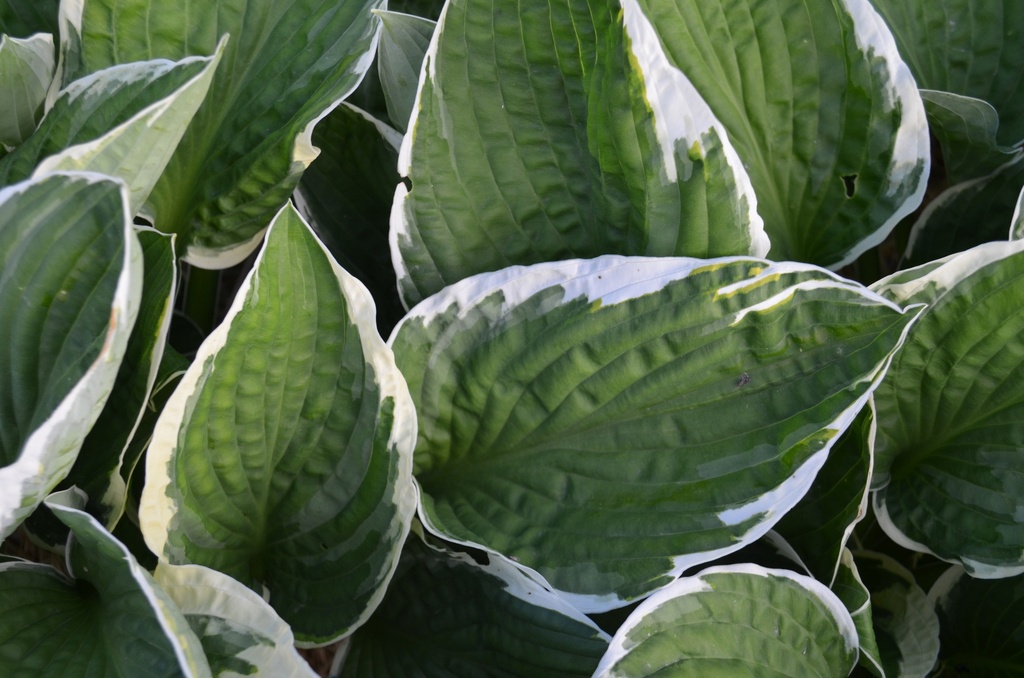 Hosta undulata 'Albomarginata' - La Pépinière d'Agnens