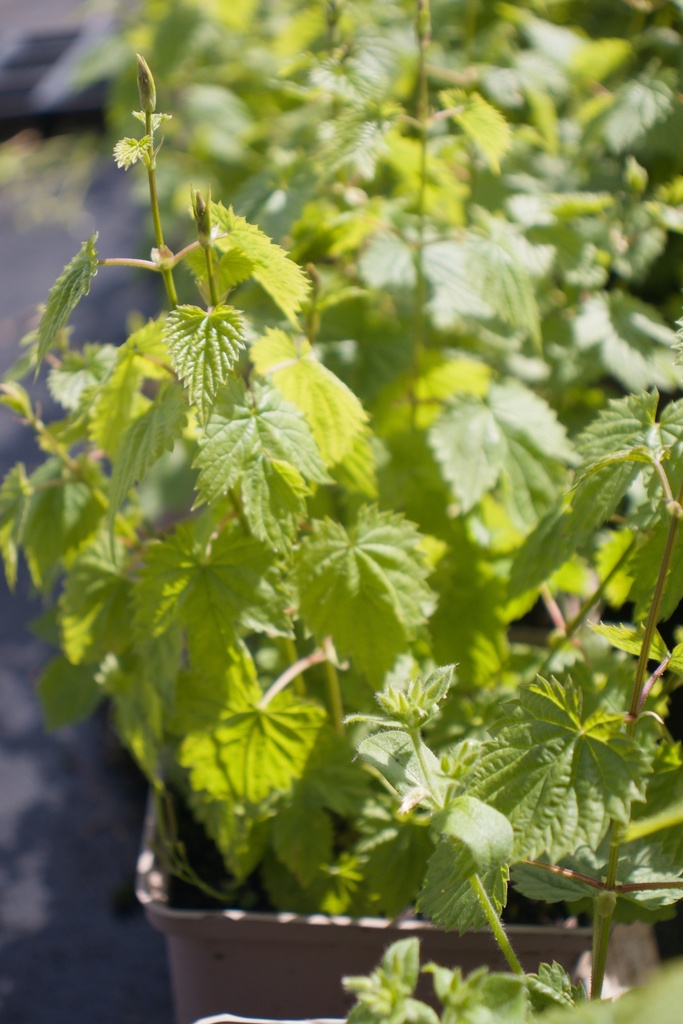 Humulus lupulus - La Pépinière d'Agnens