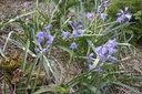 Hyacinthoides non-scripta - La Pépinière d'Agnens