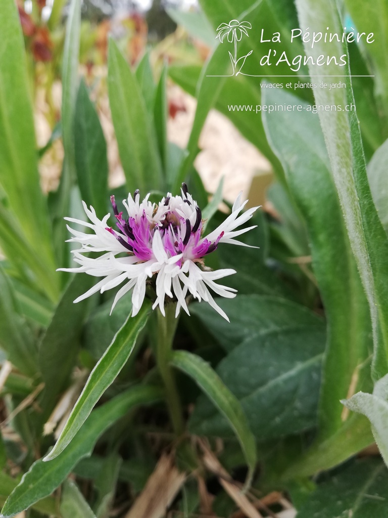 Centaurea montana 'Purple Heart'- La pépinière d'Agnens