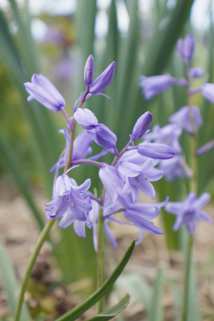Hyacinthoides non-scripta - La Pépinière d'Agnens