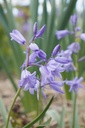 Hyacinthoides non-scripta - La Pépinière d'Agnens