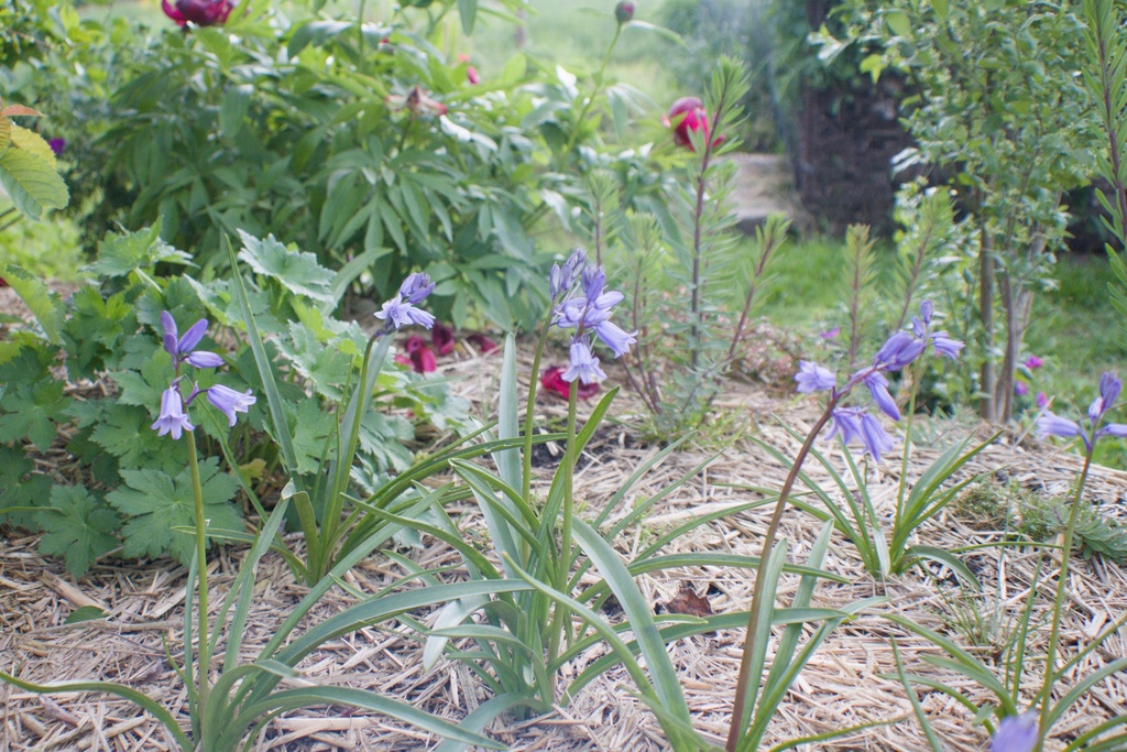 Hyacinthoides non-scripta - La Pépinière d'Agnens