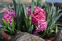 Hyacinthus hybride 'Pink Pearl' - La Pépinière d'Agnens