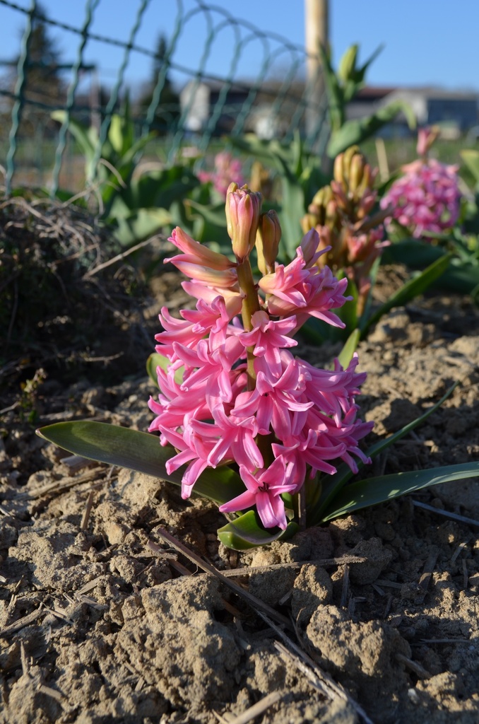 Hyacinthus hybride 'Pink Pearl' - La Pépinière d'Agnens