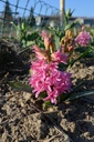 Hyacinthus hybride 'Pink Pearl' - La Pépinière d'Agnens