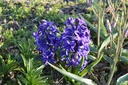 Hyacinthus orientalis 'Blue Jacket' - La Pépinière d'Agnens