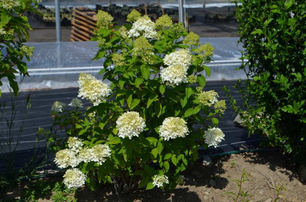 Hydrangea paniculata 'Limelight' - La Pépinière d'Agnens