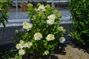 Hydrangea paniculata 'Limelight' - La Pépinière d'Agnens