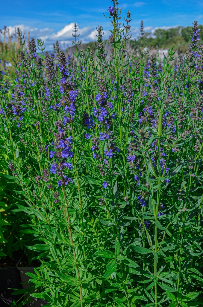 Hyssopus officinalis - La Pépinière d'Agnens