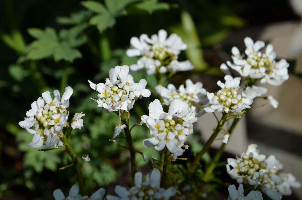 Iberis sempervirens 'Schneeflocke' - La pépinière d'Agnens