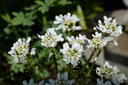 Iberis sempervirens 'Schneeflocke' - La pépinière d'Agnens