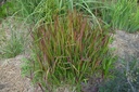 Imperata cylindrica 'Red Baron' - La pépinière d'Agnens
