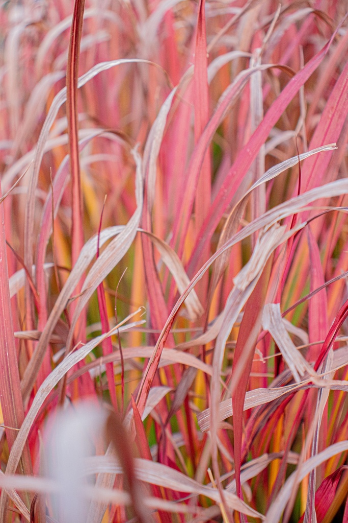 Imperata cylindrica 'Red Baron' - La pépinière d'Agnens