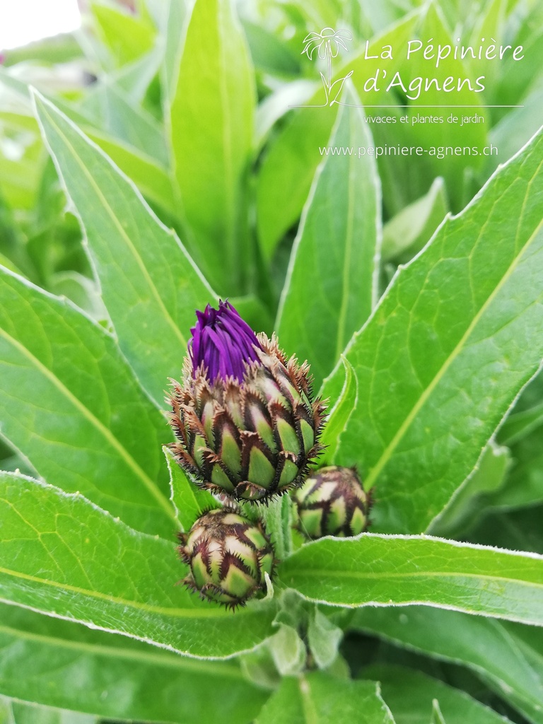 Centaurea montana 'Jordy'- La pépinière d'Agnens