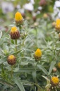 Inula ensifolia - La pépinière d'Agnens