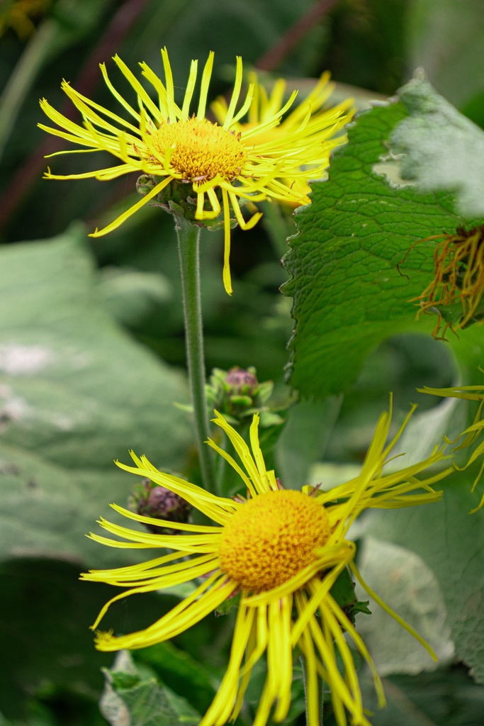 Inula helenium - La pépinière d'Agnens