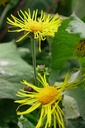 Inula helenium - La pépinière d'Agnens