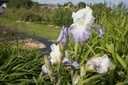 Iris germanica 'Clarence' - La pépinière d'Agnens