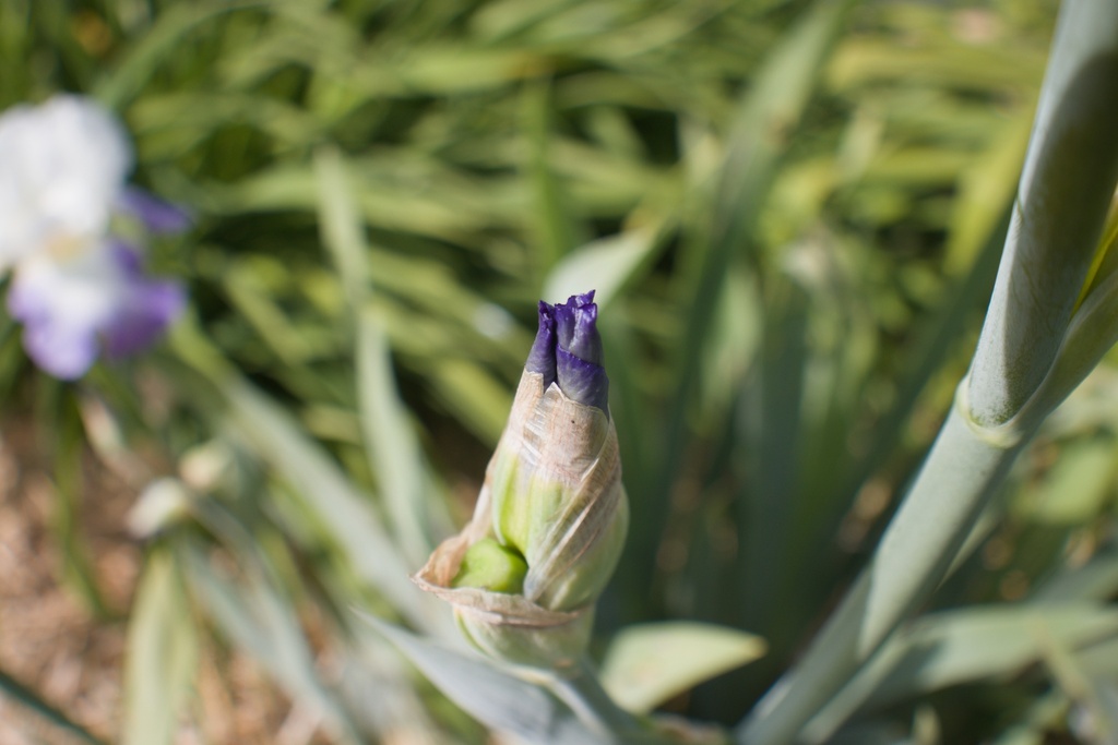 Iris germanica 'Clarence' - La pépinière d'Agnens