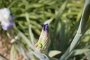 Iris germanica 'Clarence' - La pépinière d'Agnens
