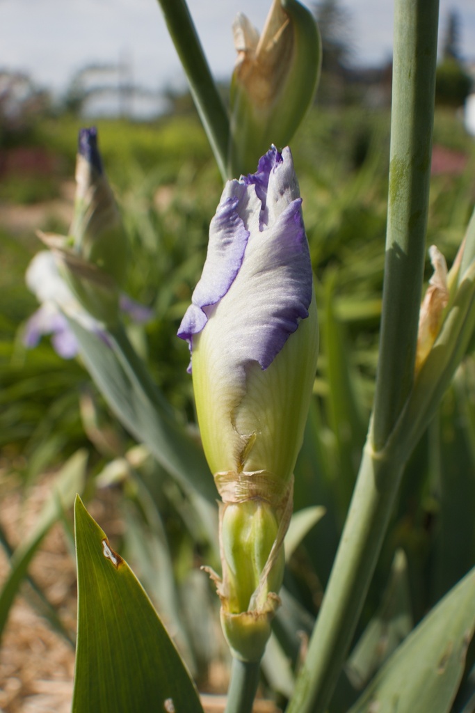 Iris germanica 'Clarence' - La pépinière d'Agnens
