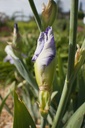 Iris germanica 'Clarence' - La pépinière d'Agnens