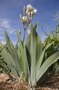 Iris germanica 'Clarence' - La pépinière d'Agnens