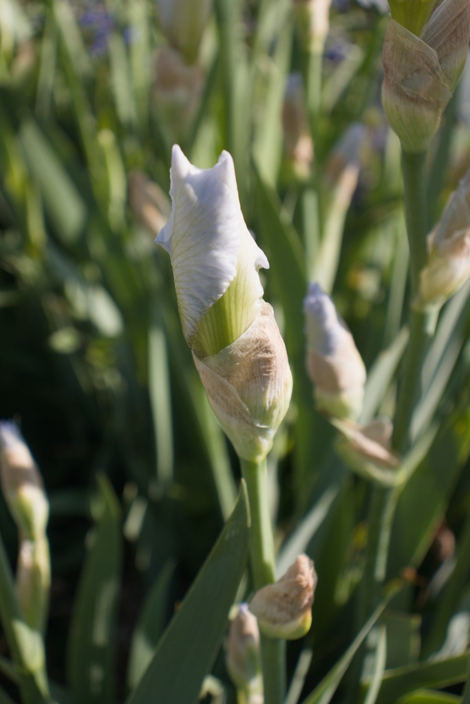 Iris germanica 'Cliffs of Dover' - La pépinière d'Agnens