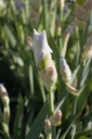 Iris germanica 'Cliffs of Dover' - La pépinière d'Agnens
