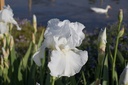 Iris germanica 'Cliffs of Dover' - La pépinière d'Agnens