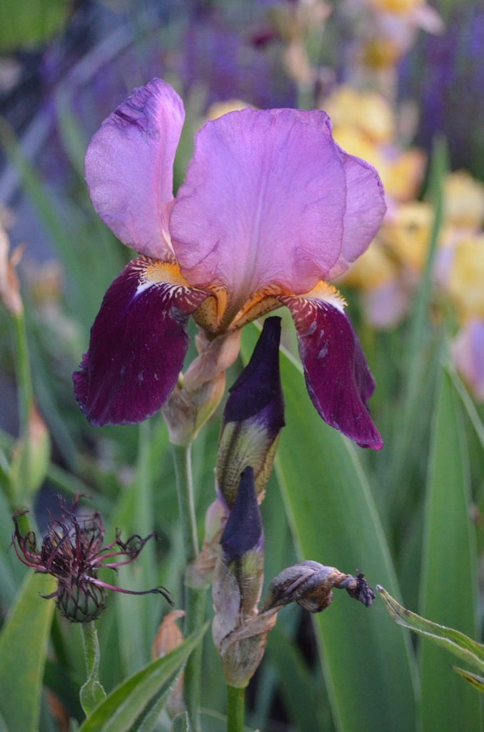 Iris germanica 'Indian Chief' - La pépinière d'Agnens