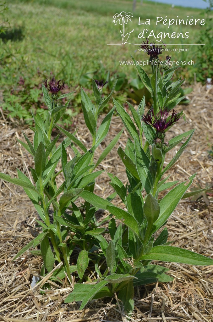 Centaurea montana 'Jordy'- La pépinière d'Agnens