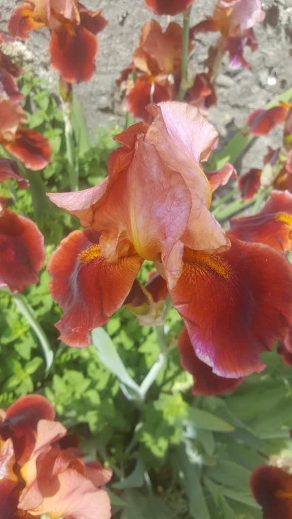 Iris germanica 'Natchez Trace' - La pépinière d'Agnens